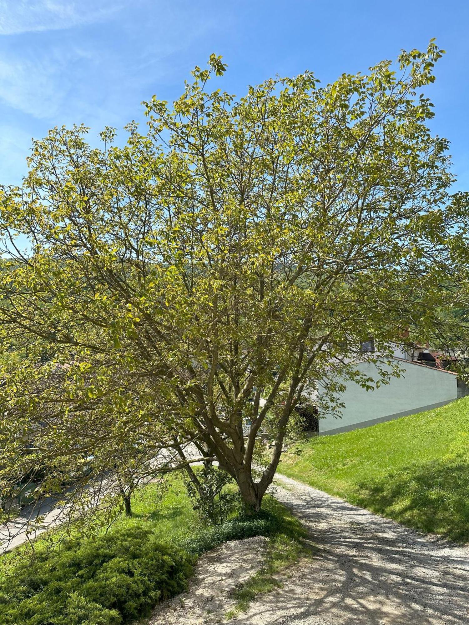 Apartma Anze Samec Dobravlje Zewnętrze zdjęcie